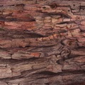 Monterey Cypress Bark